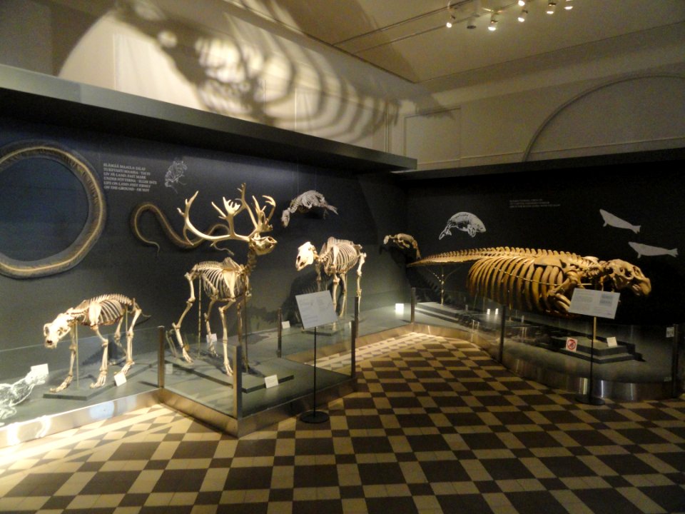 Skeletons - Finnish Museum of Natural History - DSC04500