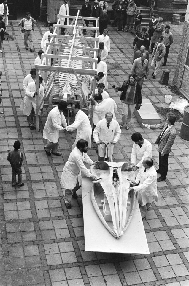 Skelet van vinvis in Leiden overgebracht van Nationaal Historisch Museum naar Ho, Bestanddeelnr 934-0012