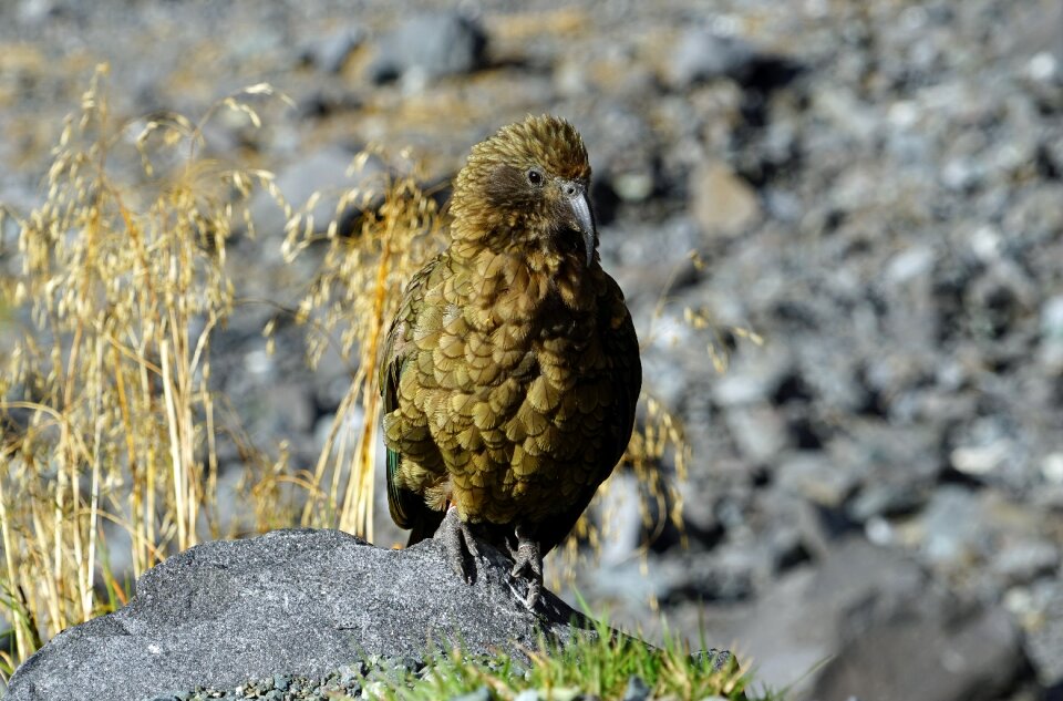 New zealand mountains parrot