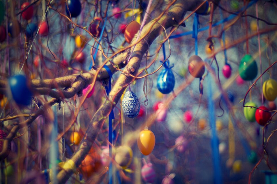 Willow eggs spring