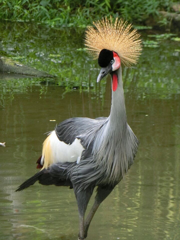 Crane singapore bird park green park