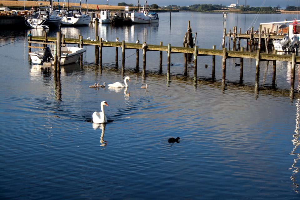 Skaelskor harbour 2015-07-30-2