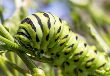 Green moth larva