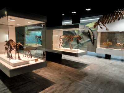 Skeletons - Naturmuseum Senckenberg - DSC02220