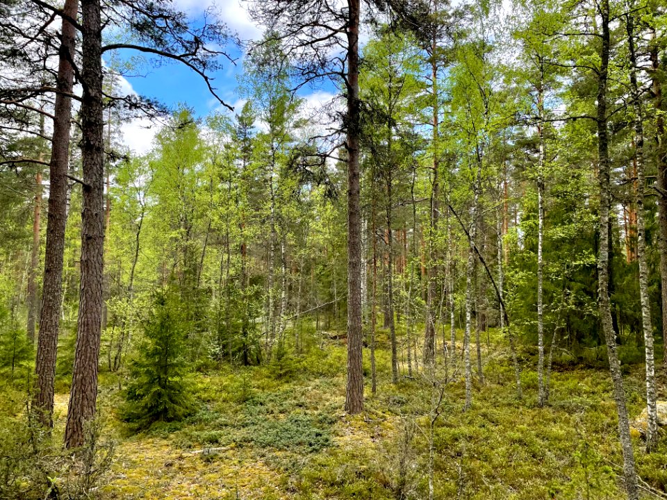 Skirtorpssjön träd