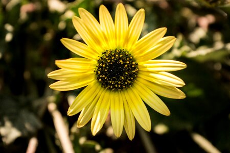 Yellow flowers daisy flower
