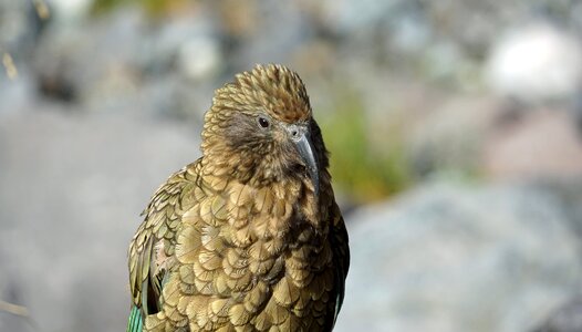 Parrot plumage new zealand photo