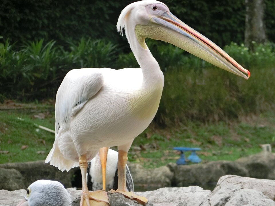 Singapore-bird-park large-beak water-bird