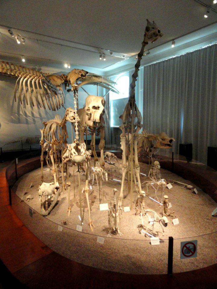 Skeletons - Finnish Museum of Natural History - DSC04503