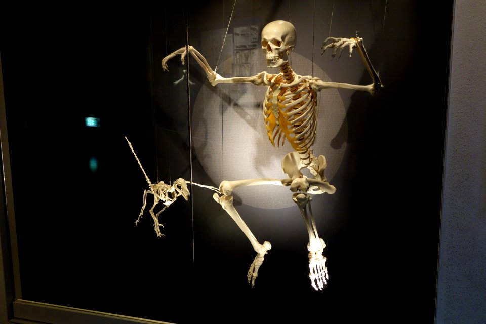 Skeletons - National Museum of Nature and Science, Tokyo - DSC07671