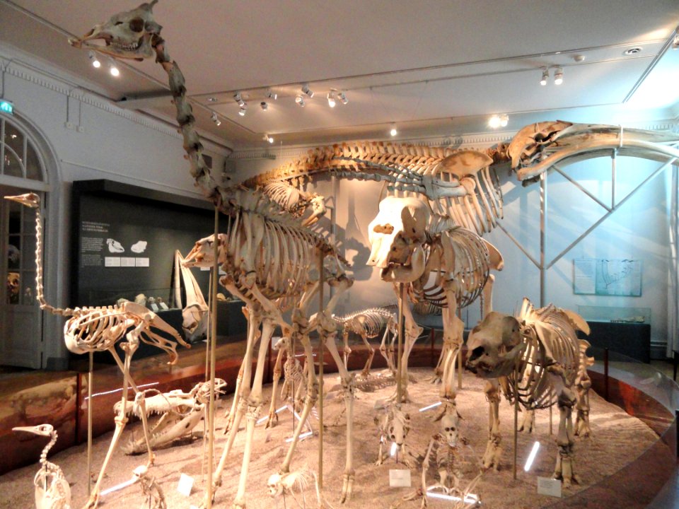 Skeletons - Finnish Museum of Natural History - DSC04510
