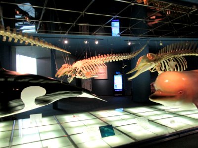 Skeleton models at the Port of Nagoya Public Aquarium 2