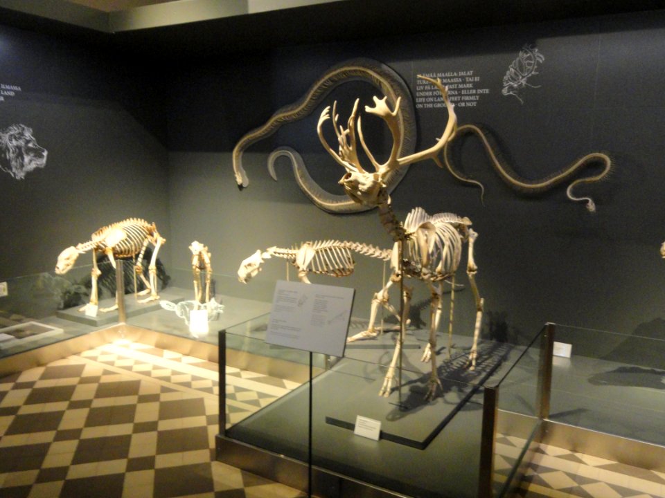 Skeletons - Finnish Museum of Natural History - DSC04531