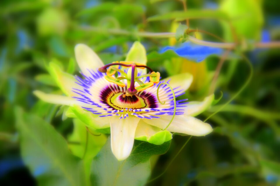 Spring garden colorful flower