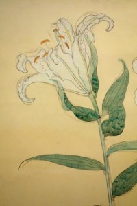 Sketch of White Lilies by Bakusen Tsuchida, detail, 1935, sumi and color on paper - National Museum of Modern Art, Tokyo - DSC06712