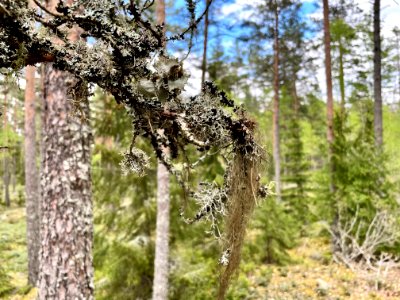 Skirtorpssjön skägglavar