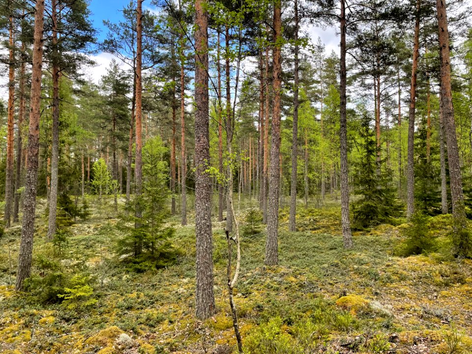 Skirtorpssjön naturreservat