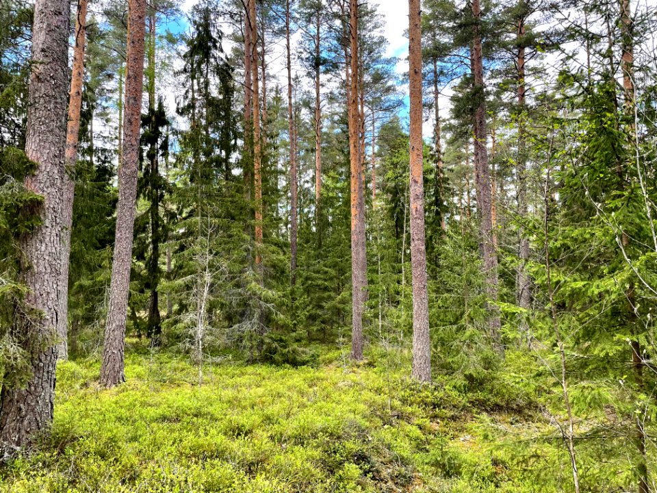 Skirtorpssjön landskap