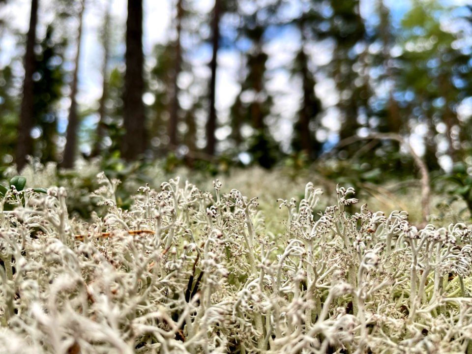Skirtorpssjön grå renlav