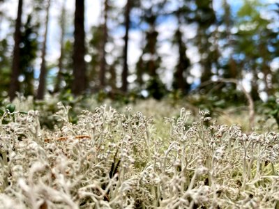 Skirtorpssjön grå renlav