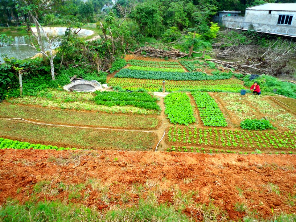 Small farm in Hainan Province 01