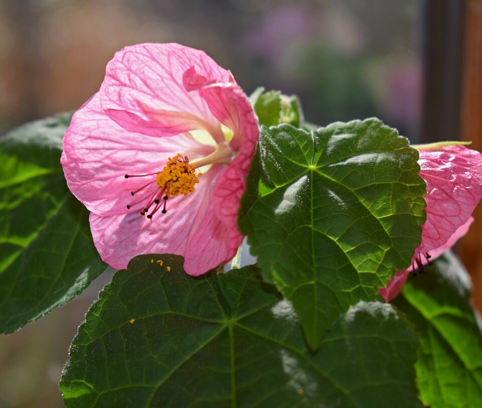 Pair flower blossom