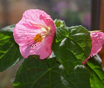 Pair flower blossom
