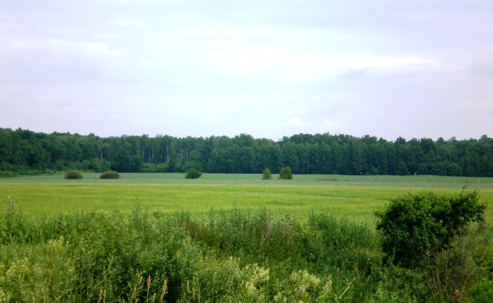 Skilvionių miškas