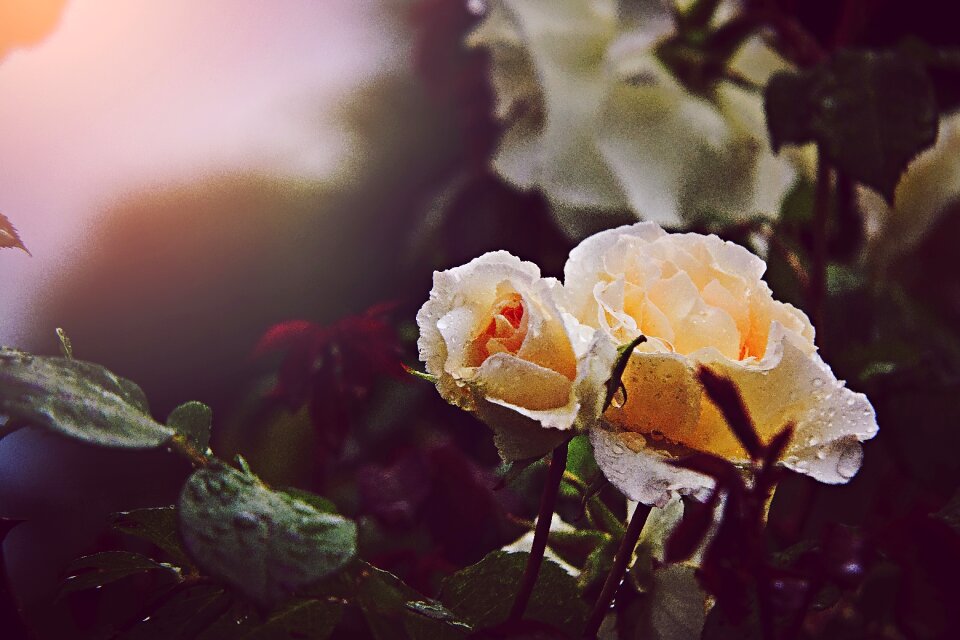 Flowers nature garden roses