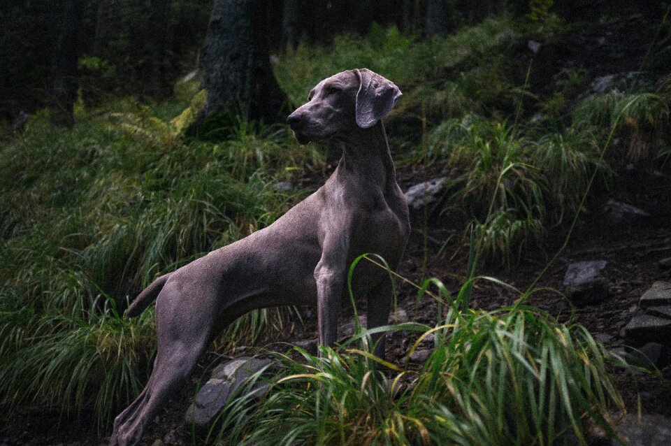 Weimaraner grass looking