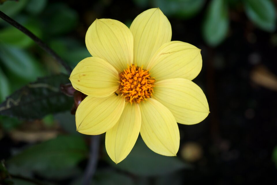 Flowering botany garden