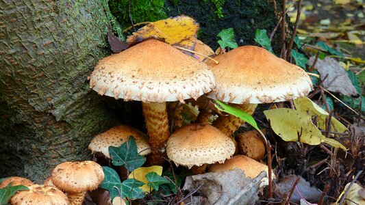 Leaves mushrooms tree fungi photo