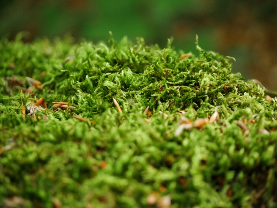Landscape trees plants