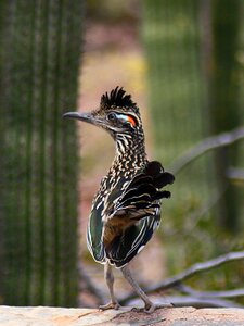 Arizona nature animal