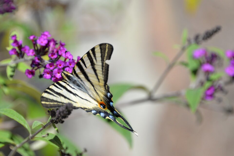 Animal butterfly park nature