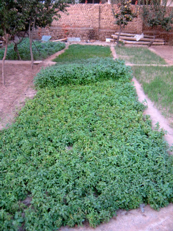 Small garden of Vegetables - Nishapur 4