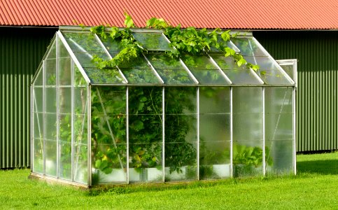Small greenhouse with grapevines escaping 2