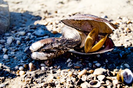 Sea shells beach sand photo