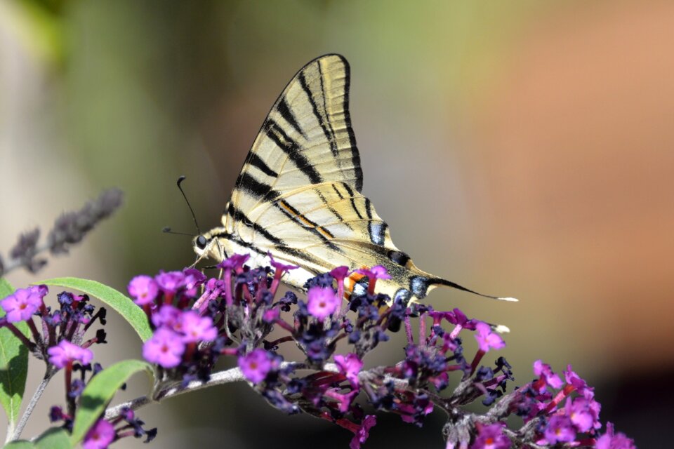 Animal butterfly park nature