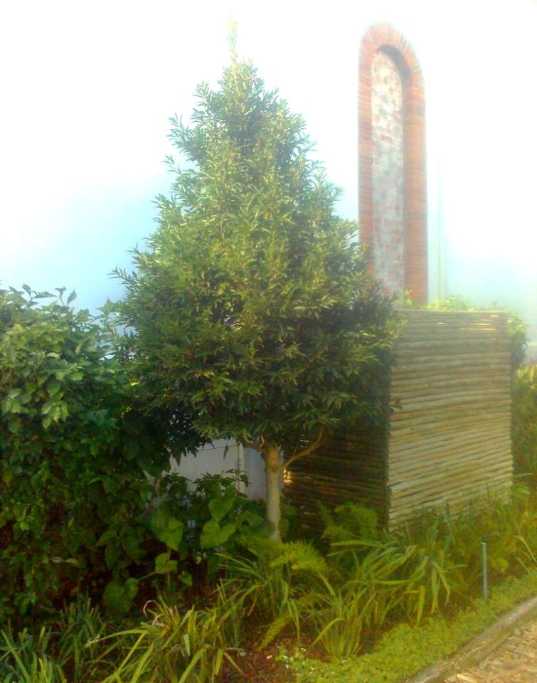 Small Ilex mitis tree - Franschhoek 4