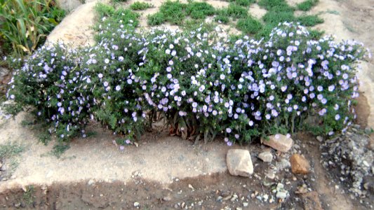 Small garden of Vegetables - Nishapur 6