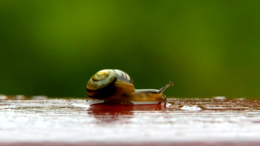 Small garden banded snail on wet handrail 1