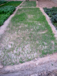 Small garden of Vegetables - Nishapur 1