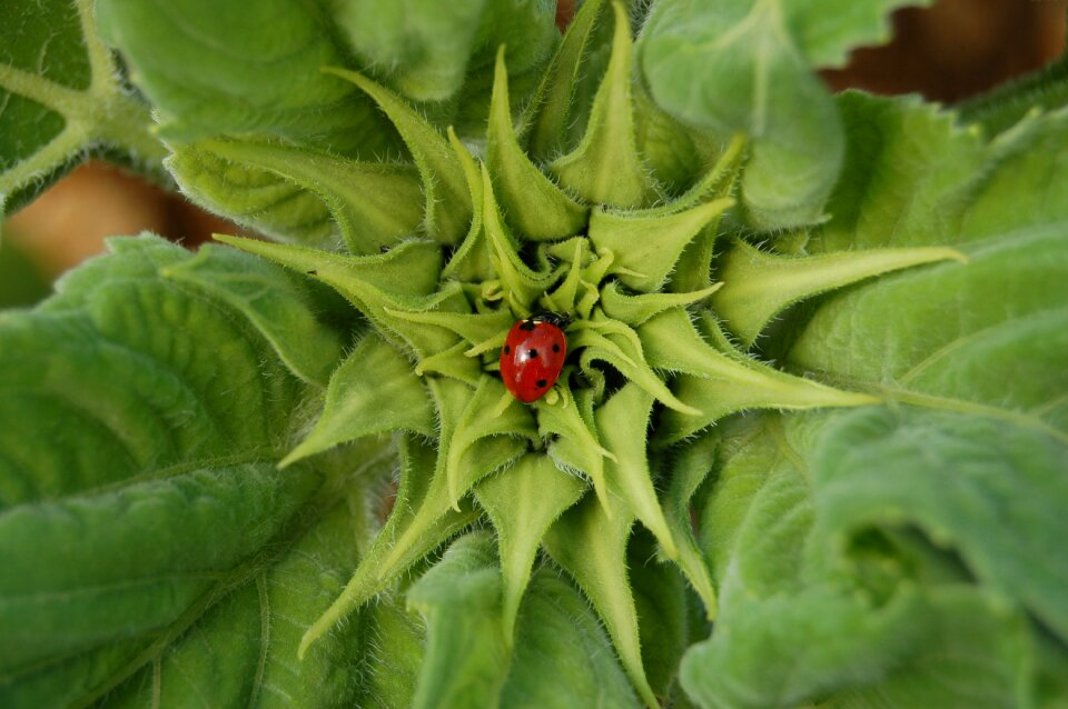 Insect flower plant