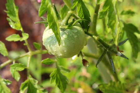 Tomato fruit Free photos