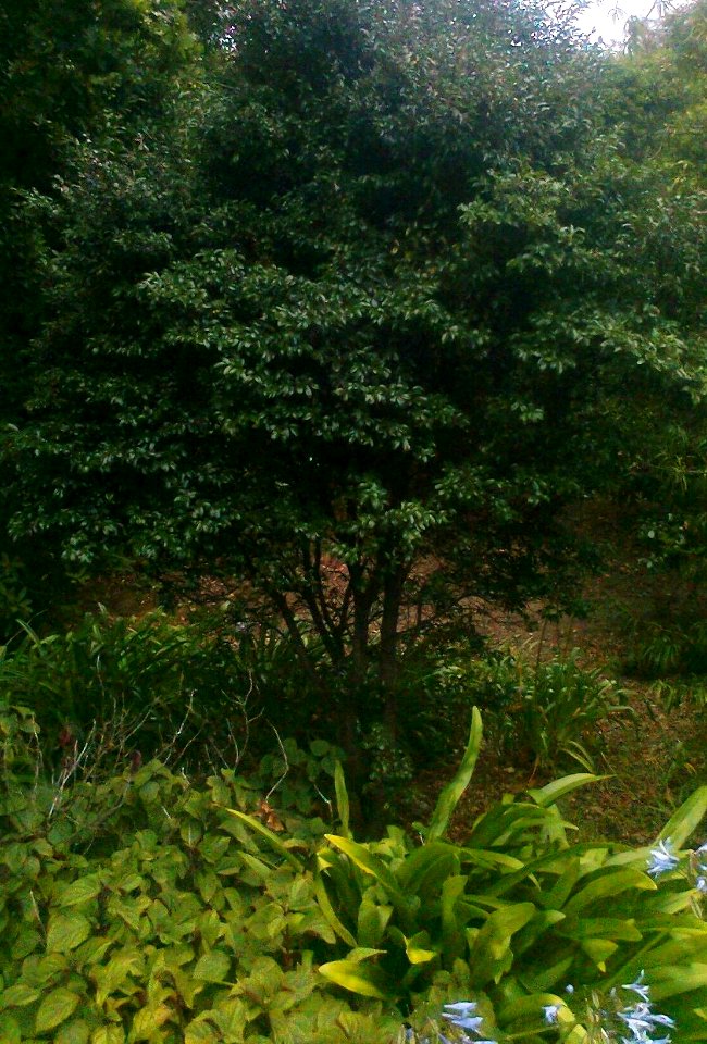 Small Diospyros whyteana ebony tree - Kirstenbosch