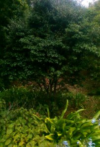 Small Diospyros whyteana ebony tree - Kirstenbosch