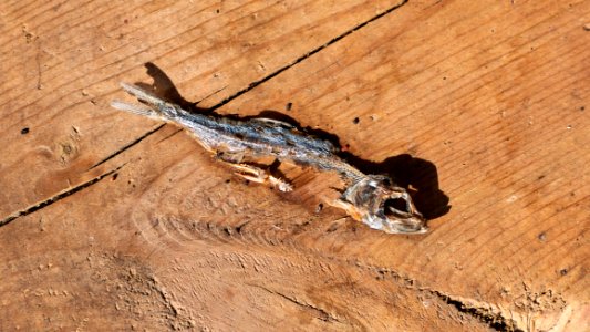 Small dry fish on doorstep