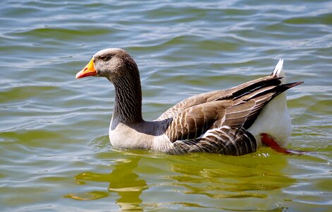 Poultry migratory birds goose photo