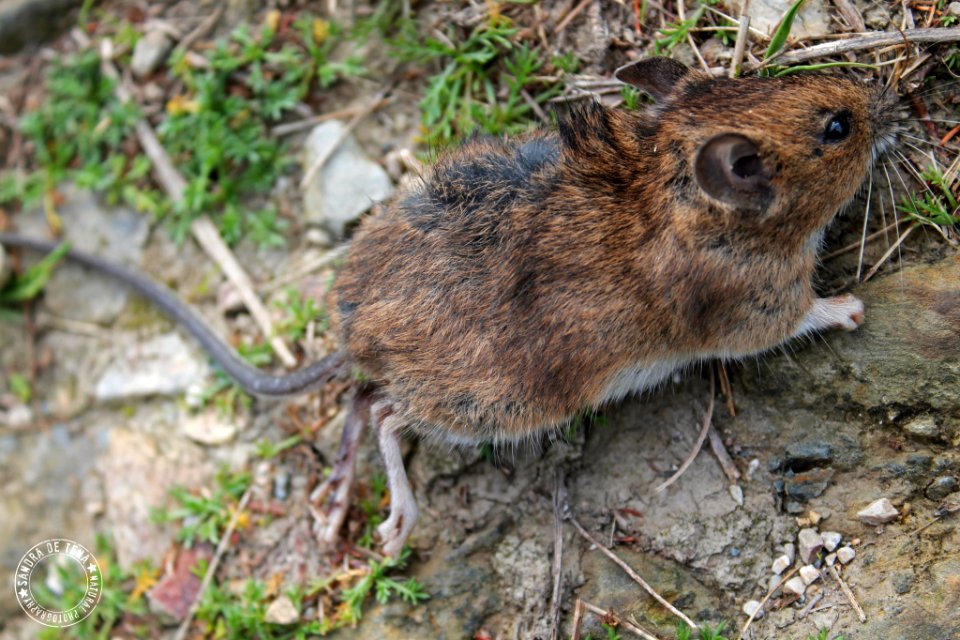 Small Mouse (201529325)